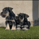 CAMADA DISPONIBLE SCHNAUZER MINIATURA SAL Y PIMIENTA