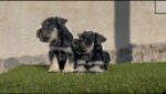 CAMADA DISPONIBLE SCHNAUZER MINIATURA SAL Y PIMIENTA