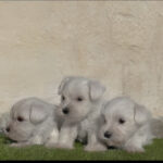 DISPONIBLES CACHORROS SCHNAUZER MINIATURA BLANCO