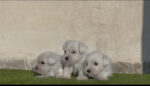 DISPONIBLES CACHORROS SCHNAUZER MINIATURA BLANCO