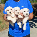 DISPONIBLES CACHORROS SCHNAUZER MINIATURA BLANCO
