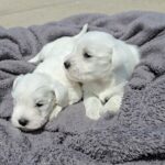 DISPONIBLES CACHORROS SCHNAUZER MINIATURA BLANCO