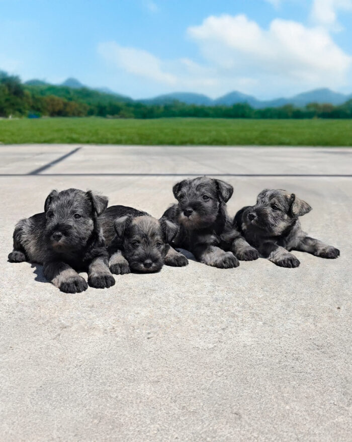 CAMADA DISPONIBLE SCHNAUZER MINIATURA SAL Y PIMIENTA - Imagen 1