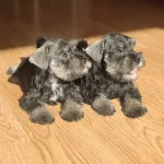CAMADA DISPONIBLE SCHNAUZER MINIATURA SAL Y PIMIENTA