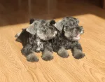 CAMADA DISPONIBLE SCHNAUZER MINIATURA SAL Y PIMIENTA