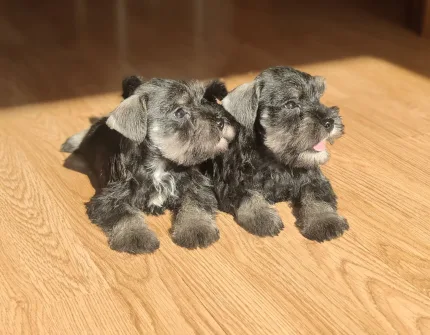 CAMADA DISPONIBLE SCHNAUZER MINIATURA SAL Y PIMIENTA