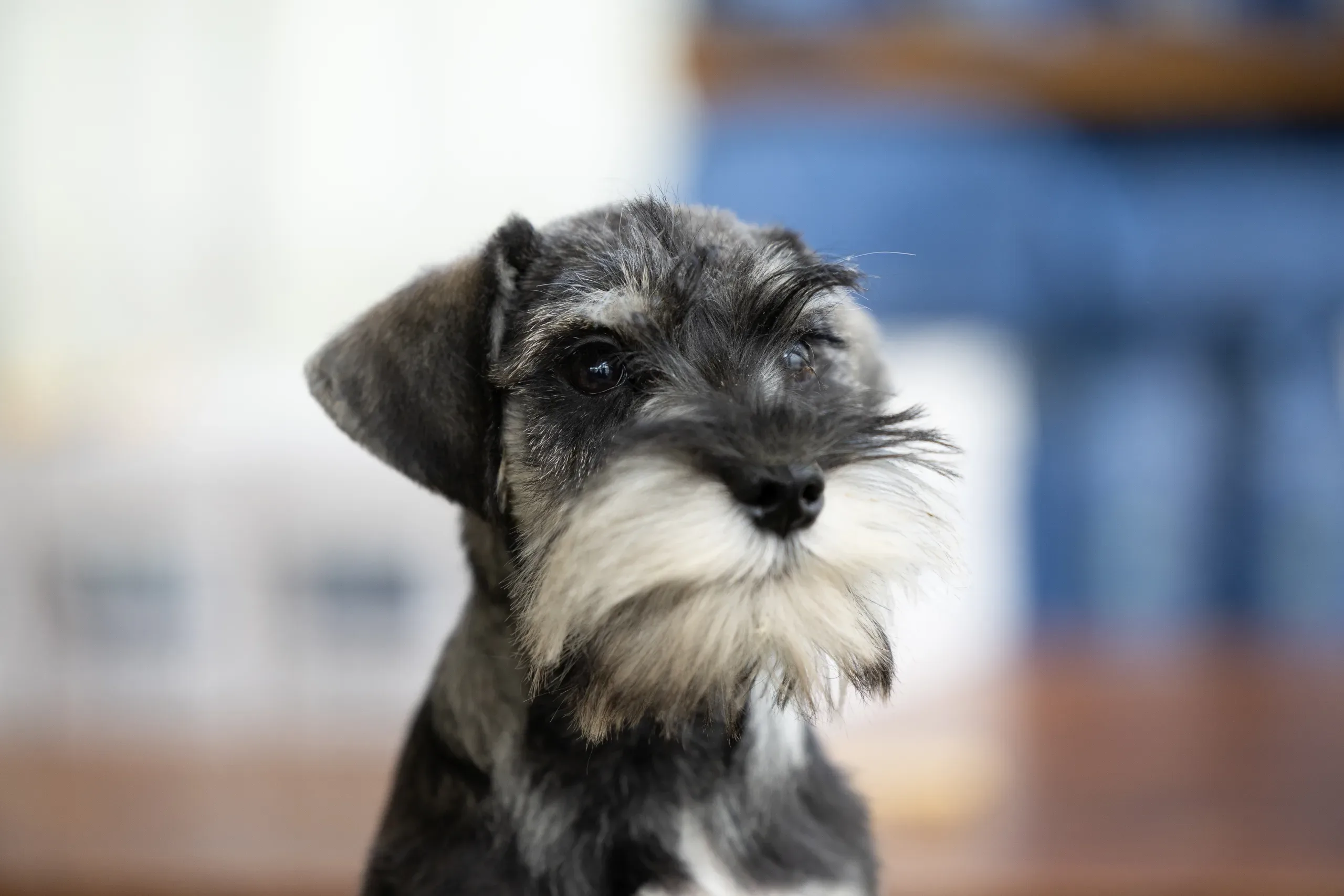 schnauzer sal y pimienta