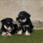 CACHORROS DISPONIBLES SCHNAUZER MINIATURA NEGRO PLATA