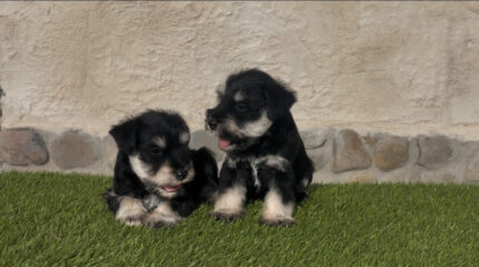 CACHORROS DISPONIBLES SCHNAUZER MINIATURA NEGRO PLATA