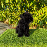 PROXIMAMENTE CAMADA DE SCHNAUZER MINIATURA NEGRO