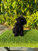 DISPONIBLE CAMADA DE SCHNAUZER MINIATURA NEGRO - Imagen 2
