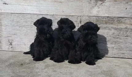 PROXIMAMENTE DISPONIBLE CAMADA DE SCHNAUZER MINIATURA NEGRO
