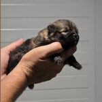 CACHORROS DISPONIBLES DE LULÚ DE POMERANIA