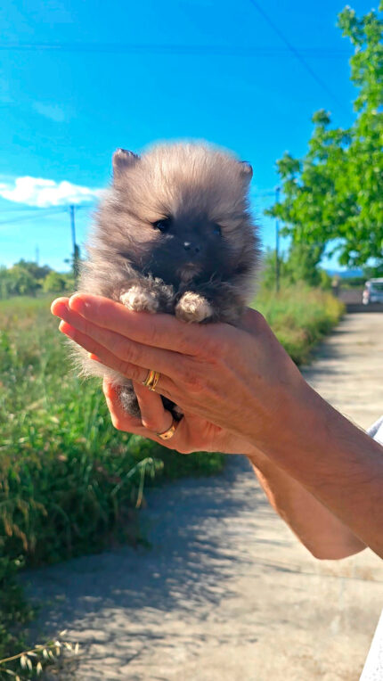CACHORRO DISPONIBLE DE LULÚ DE POMERANIA