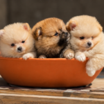 CACHORROS DISPONIBLES DE LULÚ DE POMERANIA