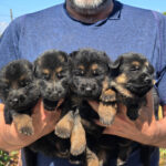 DISPONIBLES CACHORRAS DE PASTOR ALEMAN PELO CORTO