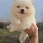 CACHORROS DISPONIBLES DE LULÚ DE POMERANIA