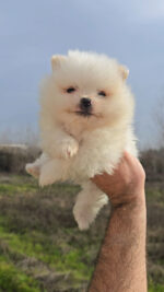 CACHORROS DISPONIBLES DE LULÚ DE POMERANIA