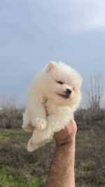 CACHORROS DISPONIBLES DE LULÚ DE POMERANIA - Imagen 2