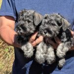 CAMADA DISPONIBLE SCHNAUZER MINIATURA SAL Y PIMIENTA