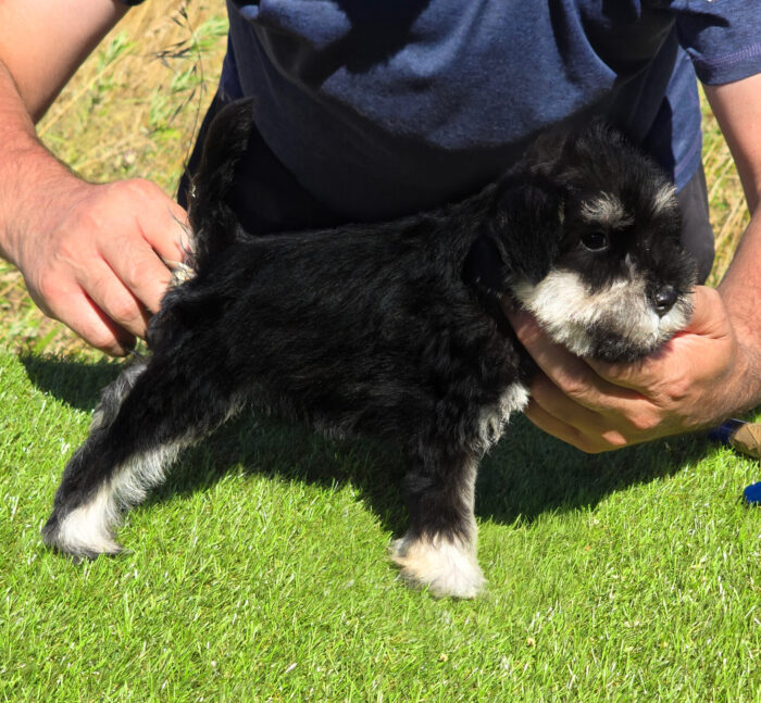 CACHORROS DISPONIBLES SCHNAUZER MINIATURA NEGRO PLATA - Imagen 1