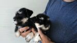 CACHORROS DISPONIBLES SCHNAUZER MINIATURA NEGRO PLATA - Imagen 2