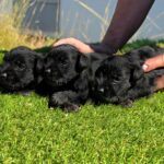 DISPONIBLE CAMADA DE SCHNAUZER MINIATURA NEGRO