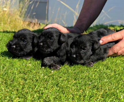 DISPONIBLE CAMADA DE SCHNAUZER MINIATURA NEGRO