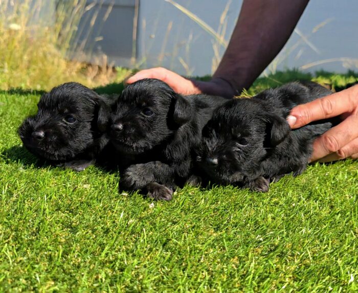 DISPONIBLE CAMADA DE SCHNAUZER MINIATURA NEGRO - Imagen 1