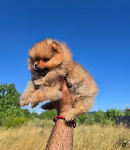 CACHORRO DISPONIBLE DE LULÚ DE POMERANIA