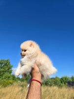 DISPONIBLES CACHORROS DE LULÚ DE POMERANIA - Imagen 2