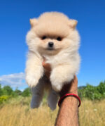 DISPONIBLES CACHORROS DE LULÚ DE POMERANIA