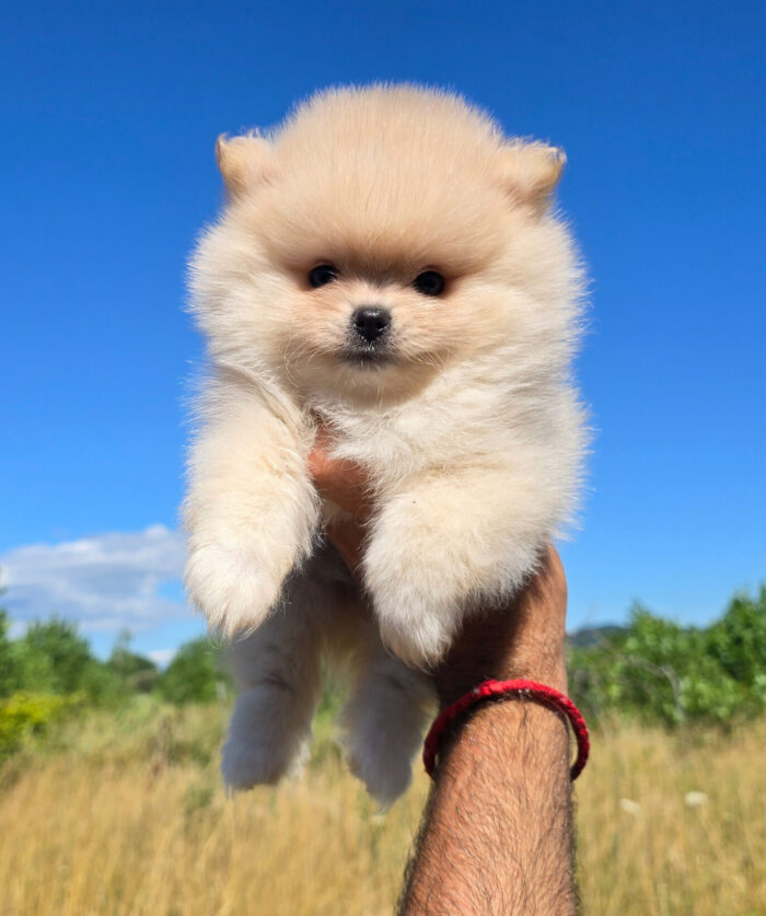 DISPONIBLES CACHORROS DE LULÚ DE POMERANIA - Imagen 1
