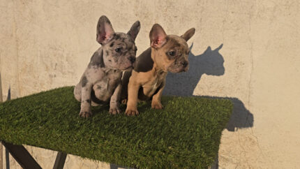 DISPONIBLES CACHORRAS DE BULLDOG FRANCES COLOR MERLE EXOTICAS