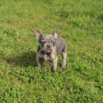DISPONIBLES CACHORROS DE BULLDOG FRANCES COLOR MERLE EXOTICO - Imagen 2