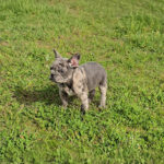 DISPONIBLES CACHORROS DE BULLDOG FRANCES COLOR MERLE EXOTICO