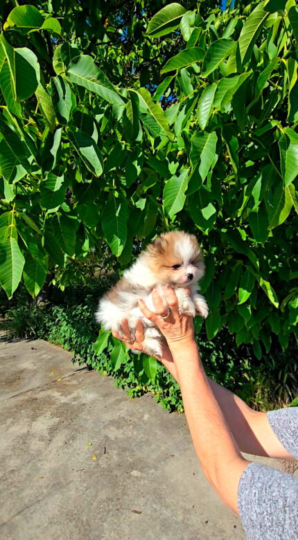 DISPONIBLES CACHORROS DE LULÚ DE POMERANIA