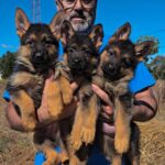 DISPONIBLES CACHORRAS DE PASTOR ALEMAN PELO CORTO