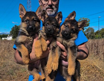 DISPONIBLES CACHORRAS DE PASTOR ALEMAN PELO CORTO