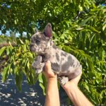 DISPONIBLES CACHORROS DE BULLDOG FRANCES COLOR MERLE EXOTICO